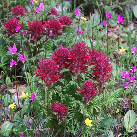 Pedicularis densiflora growing with Dodecatheon hendersonii