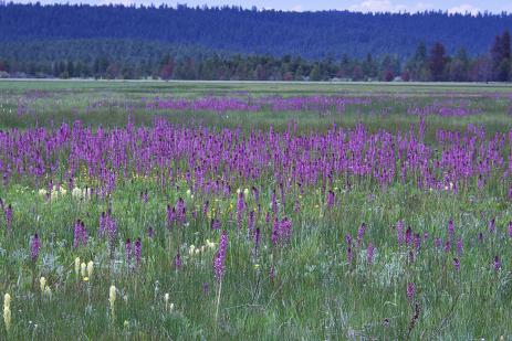 Pedicularis groenlandica growing Logan Valley in central Oregon.