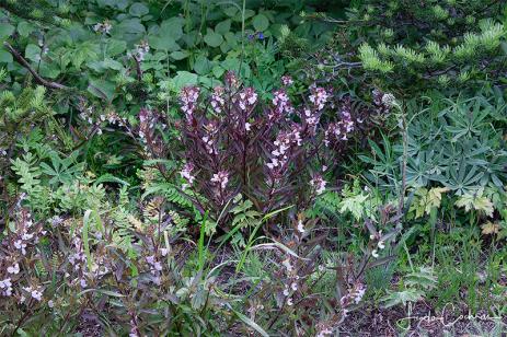 Pedicularis racemosa                          