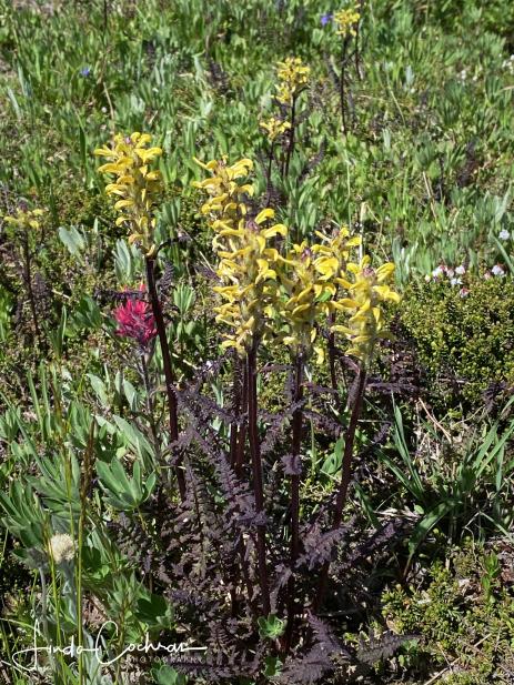 Pedicularis rainierensis