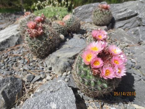 Pediocactus. seeding in the limestone mound