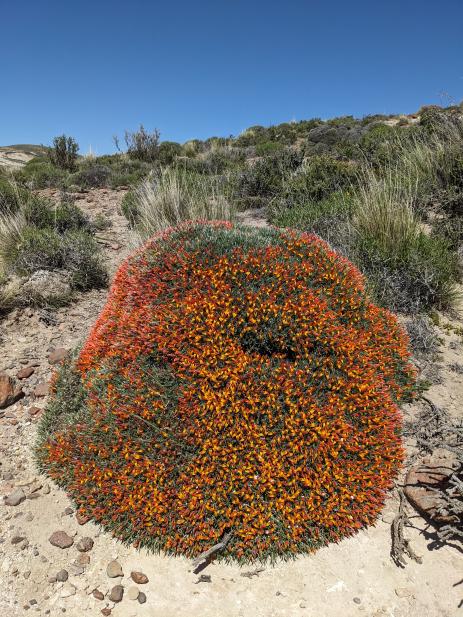 Anarthrophyllum strigulipetalum      