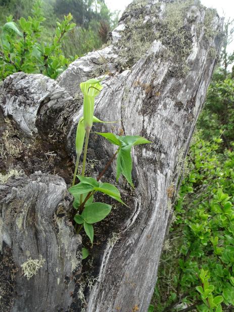 Arisaema jacquemontii        