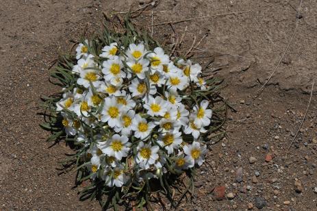 Calandrinia affinis  