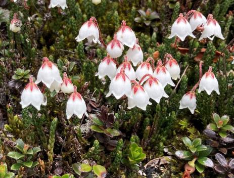 Cassiope selaginoides         