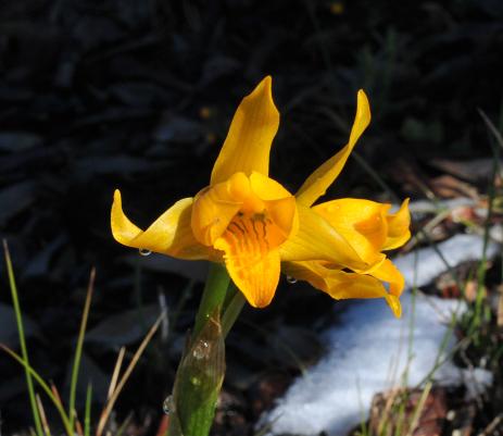 Chloraea alpina 