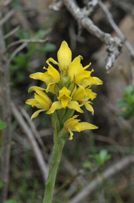 Chloraea barbata 