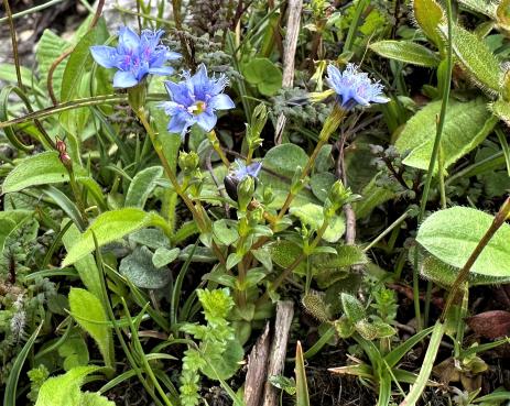 Gentiana recurvata