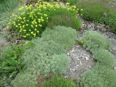 Astragalus angustifolius with Eriogonum umbellatum 