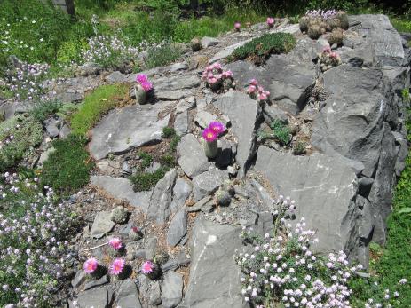 Various cactus blooming in limestone crevices.