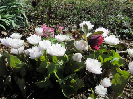 Sanguinaria canadensis ‘Plena