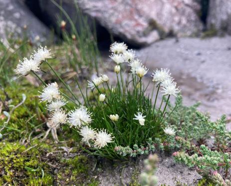 Juncus thomsonii