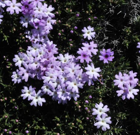 Junellia cespitosa        