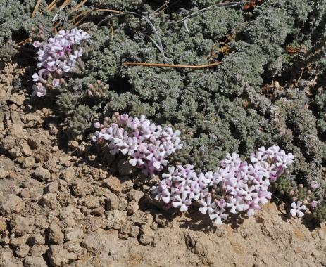 Junellia patagonica        