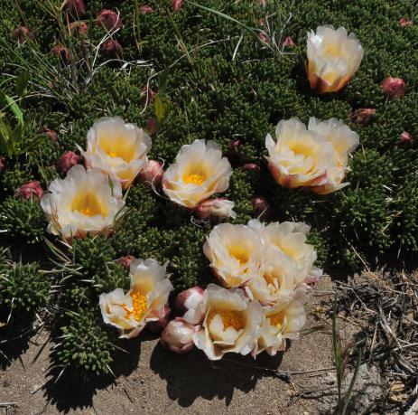 Maihuenia patagonica 