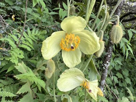 Meconopsis paniculata