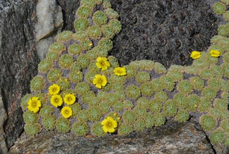 Oxalis erythrorhiza