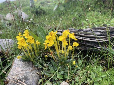 Pedicularis longiflora                  