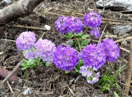 Primula denticulata        