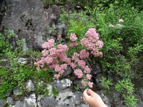 Spiraea bella