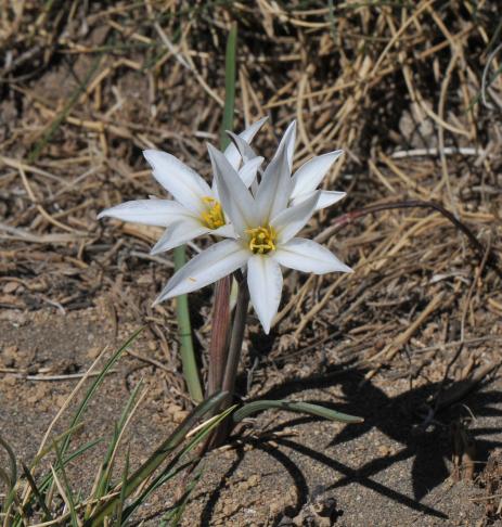 Tristagma patagonicum      