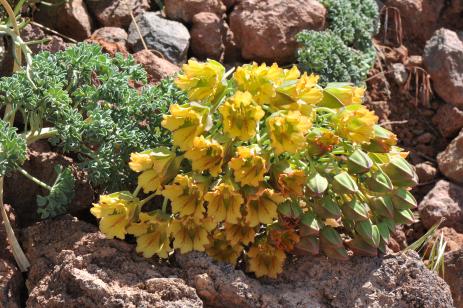 Tropaeolum incisum