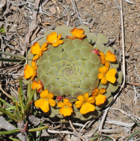 Viola coronifera