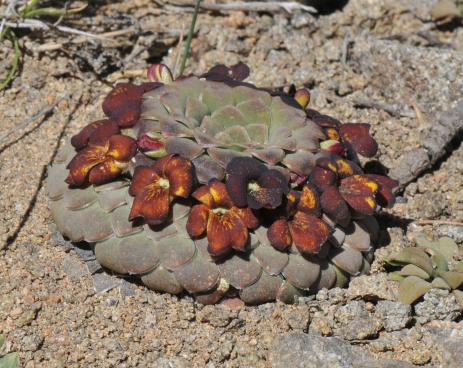 Viola coronifera