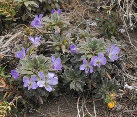 Viola cotyledon