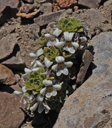 Viola dasyphylla