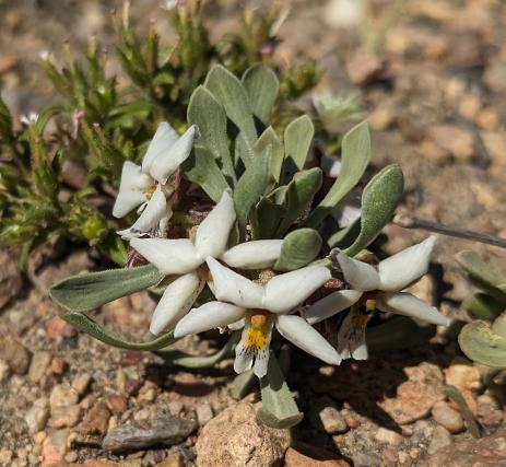 Viola escondidaensis