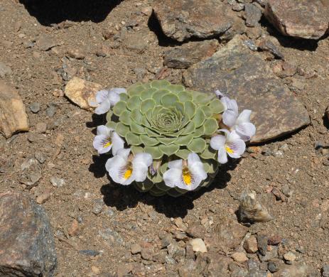 Viola petraea