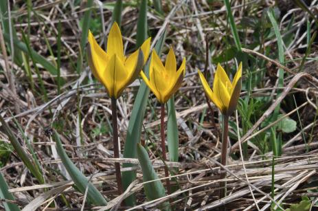 Tulipa dasystemon