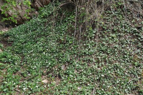 Hepatica falconeri in the wild in Kyrgyzstan