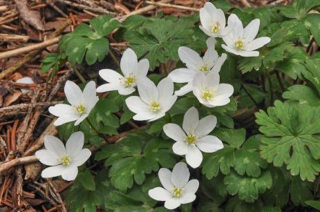 Hepatica falconeri in the wild in Kyrgyzstan