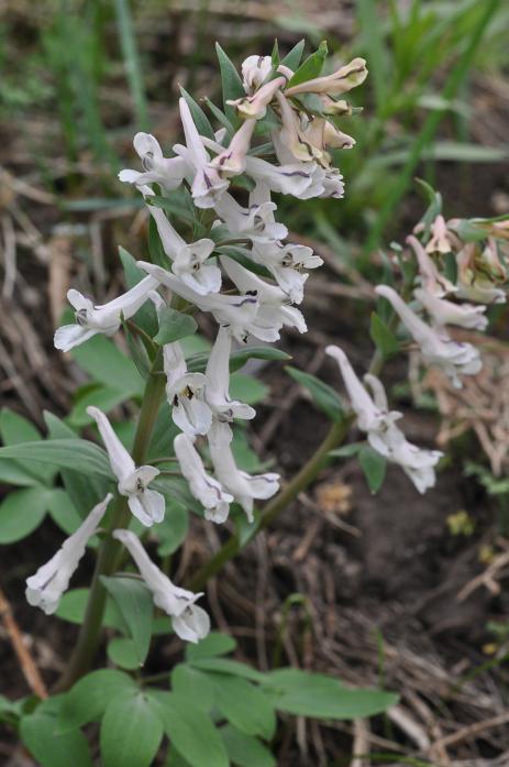 Corydalis glaucescens