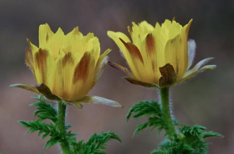 Adonis turkestanica 