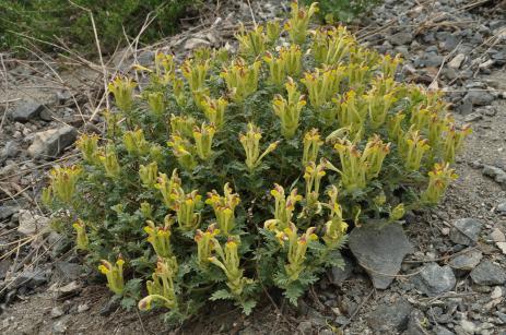 Scutellaria przewalskii