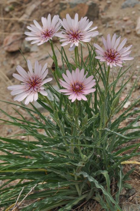 Tragopogon ruber 