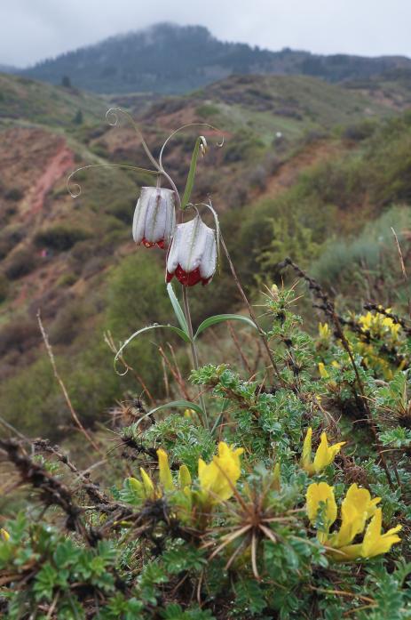 Fritillaria walujewii 