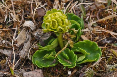 Chrysosplenium tanschanicum 