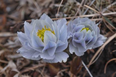 Trollius lilacinus 