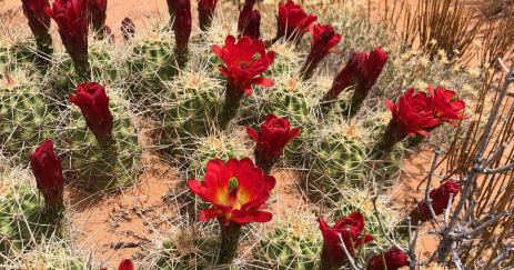 Echinocereus coccineus  