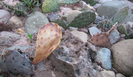 A winter-killed Opuntia pad.