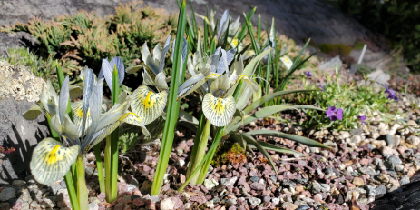 Iris ‘Katharine Hodgkin’ blooming on The Rock.