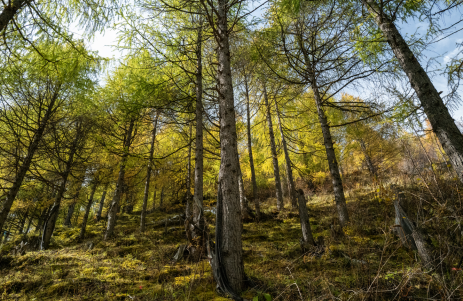 Lush forest of larix beginning to turn color for the fall