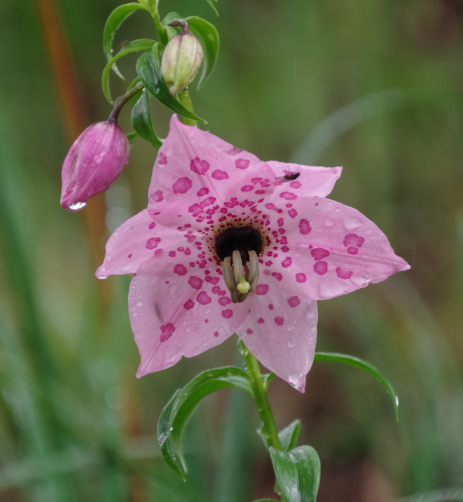 Nomocharis aperta, Tianchi Lake, Yunnan