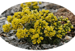 Draba hispanica