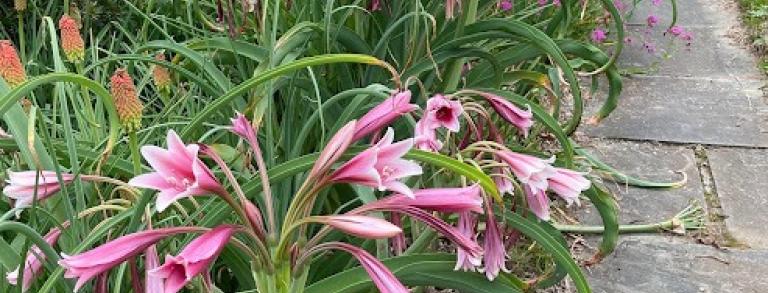 Crinum bulbispermum in  full bloom