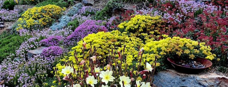 Eriogonums in the garden